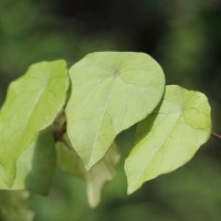 Stephania japonica (Thunb.) Miers